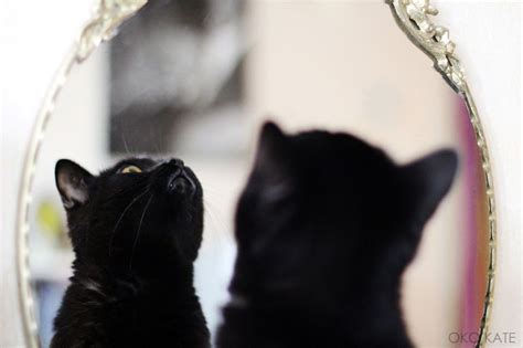 Discovering the Hidden Magic of Mirror Cats